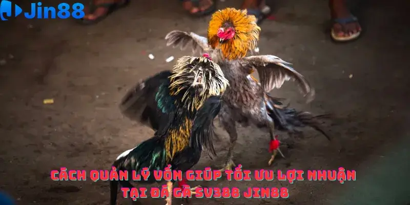 Đá gà SV388 Jin88 – Hướng dẫn Tối ưu Lợi nhuận bằng Quản lý vốn - hình ảnh - advpvfukua.top